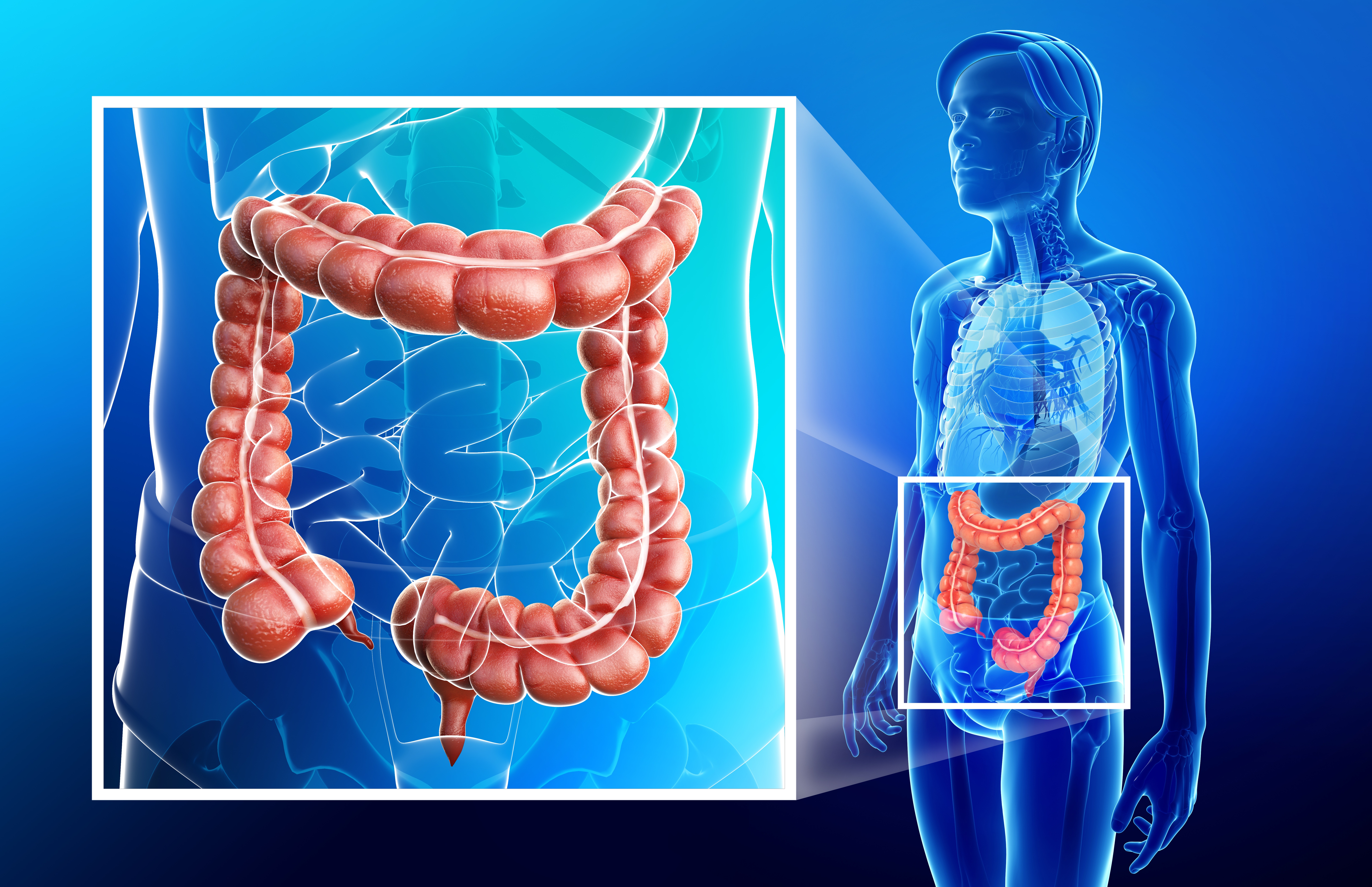 Totalna biologia za przyczyn problemów z jelitem grubym upatruję w konflikcie kęsa